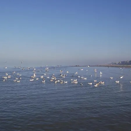 White Princess-yzzis Koksijde